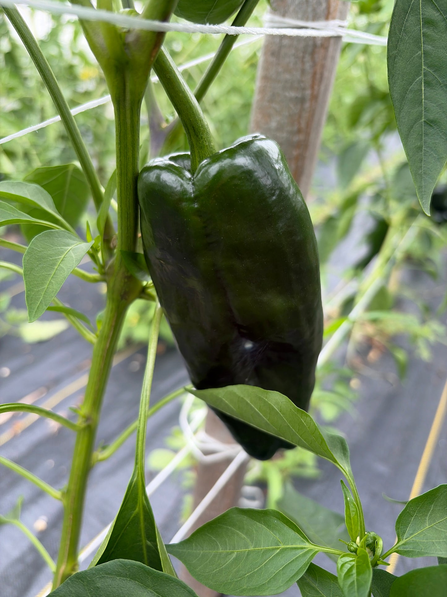 Hot Peppers, Poblano -- Quart box