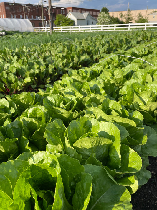 Lettuce head, Romaine