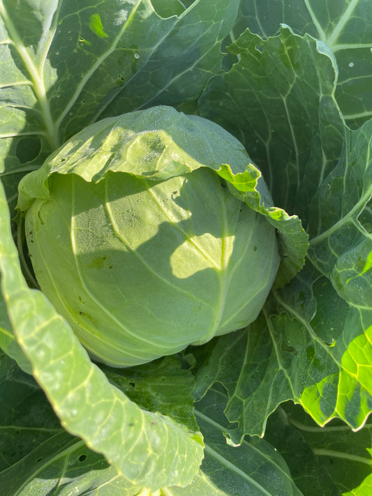 Cabbage