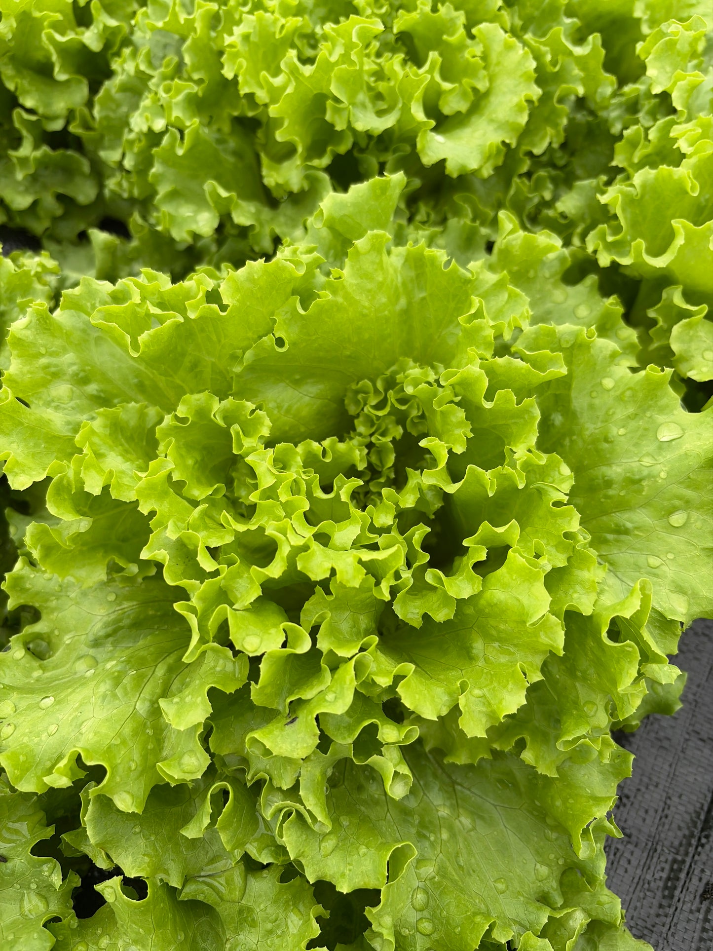 Lettuce, Summer Crisp Head
