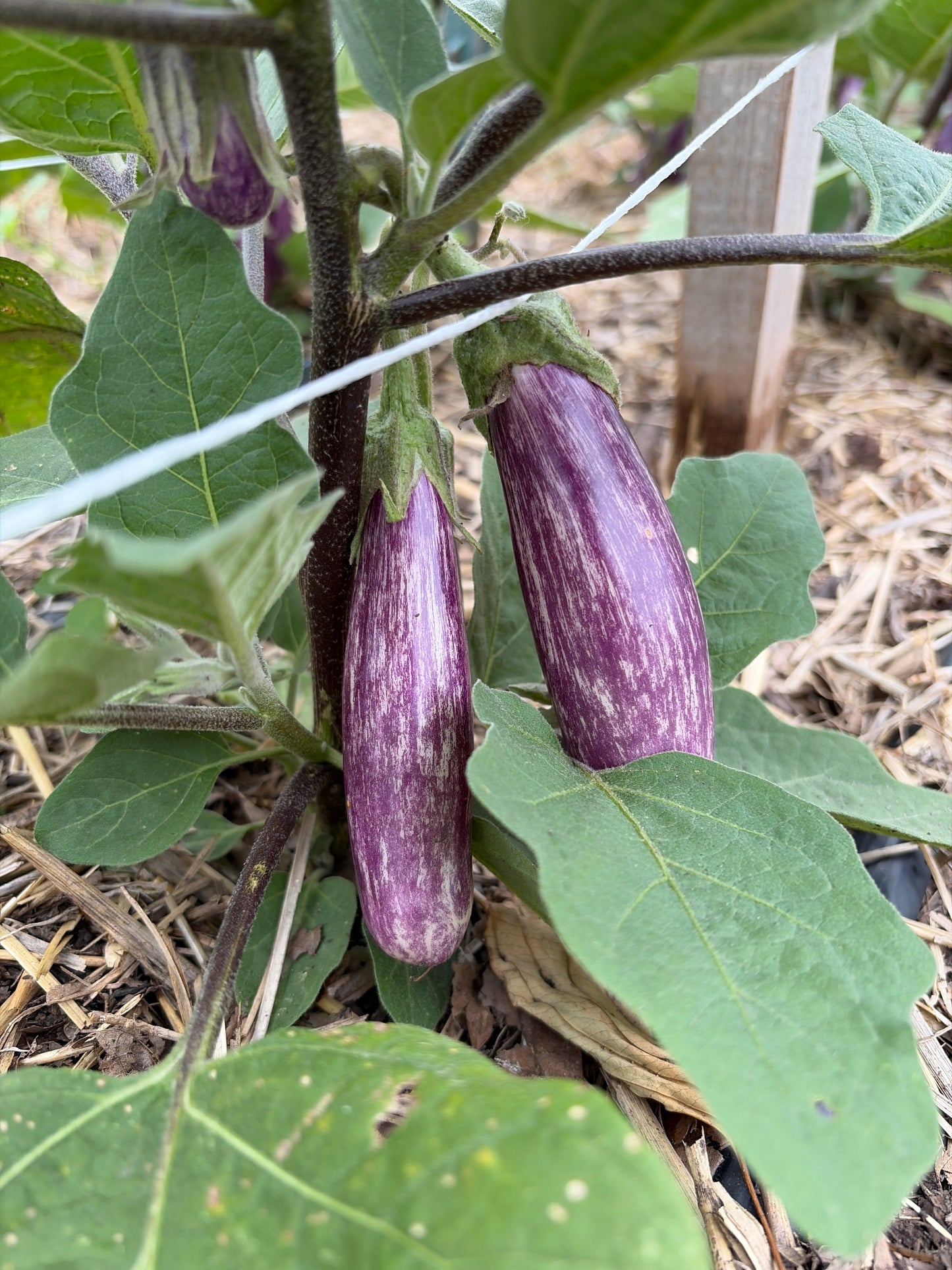 Fairy Tale Eggplant