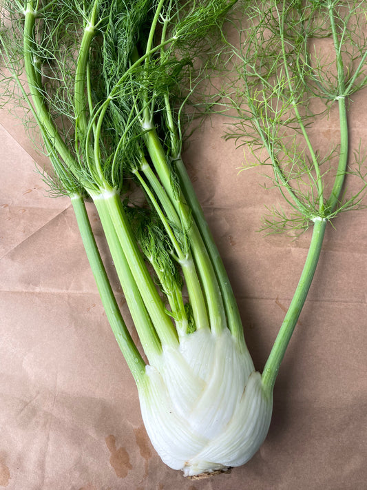 Fennel bulb