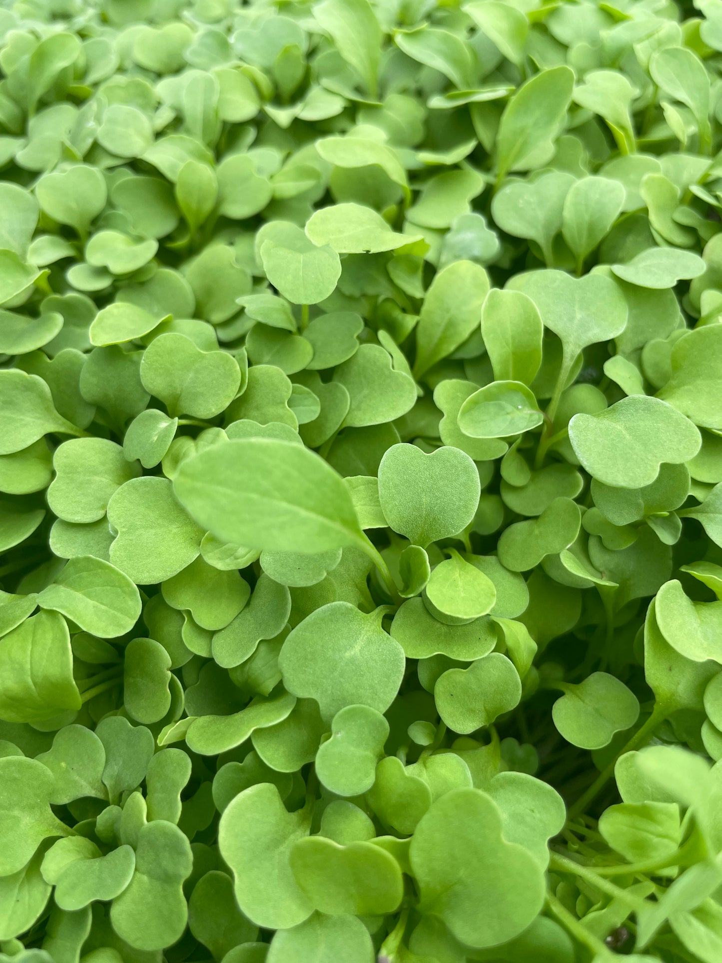 Micro arugula, 2 oz box