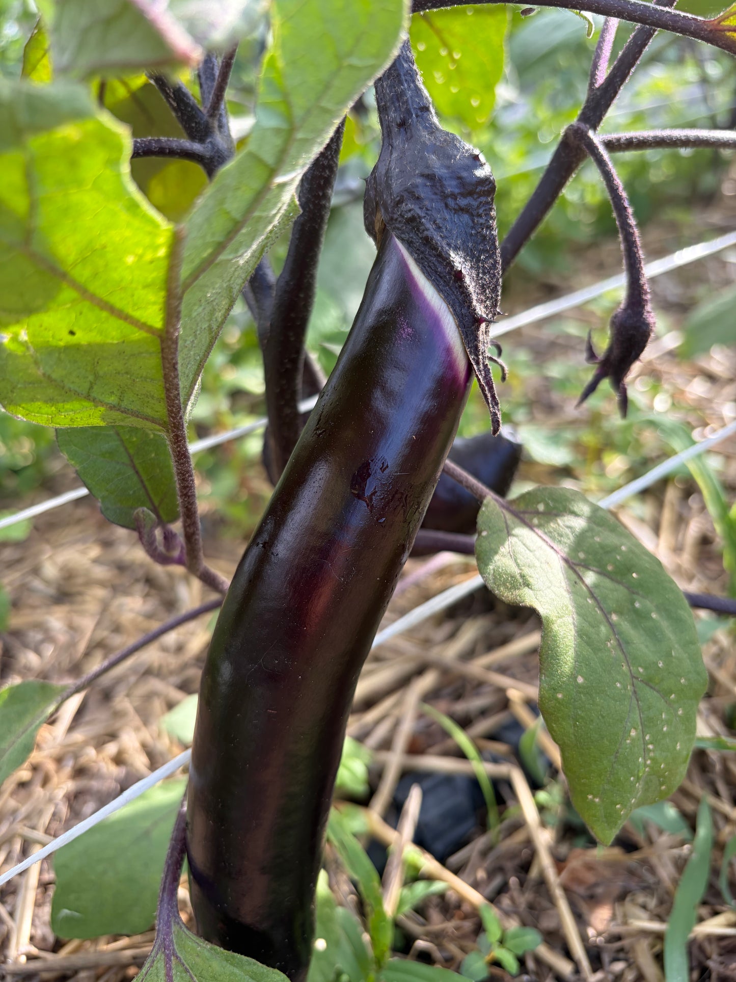 Asian Eggplant