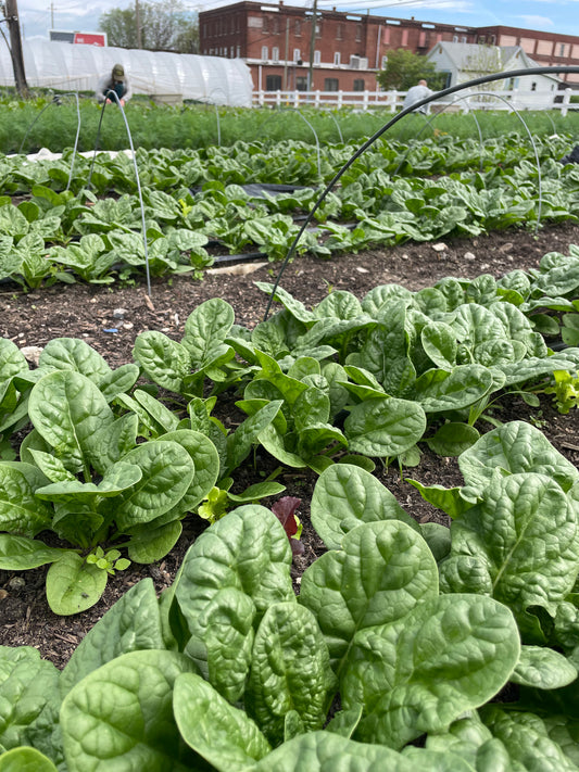 Spinach - 8 oz bag