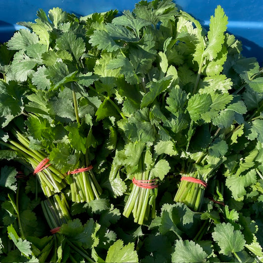 Cilantro