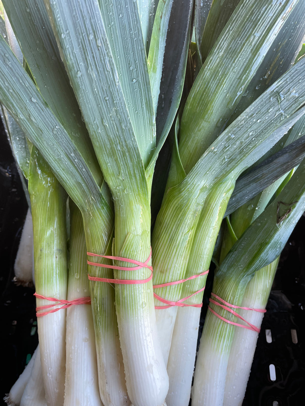 Leeks - bunch