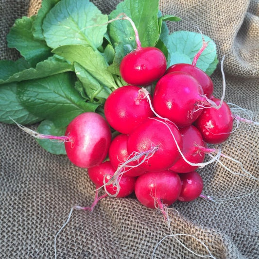 Radish bunch