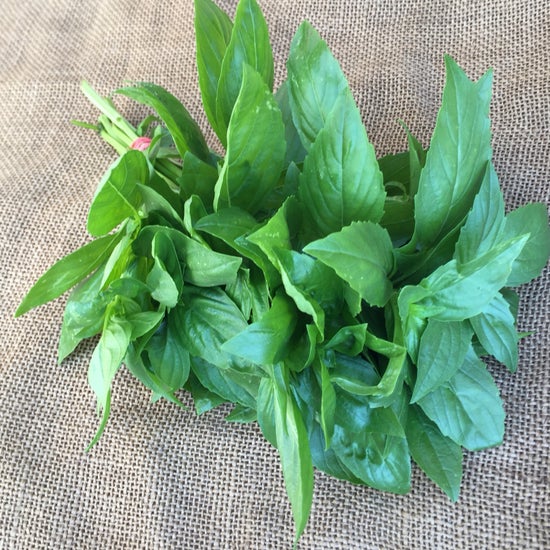 Basil, bunch