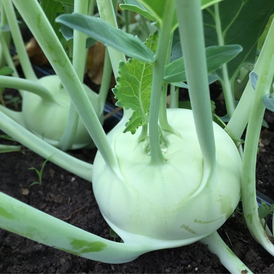 Kohlrabi