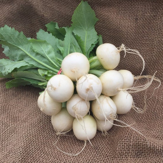 Salad Turnips