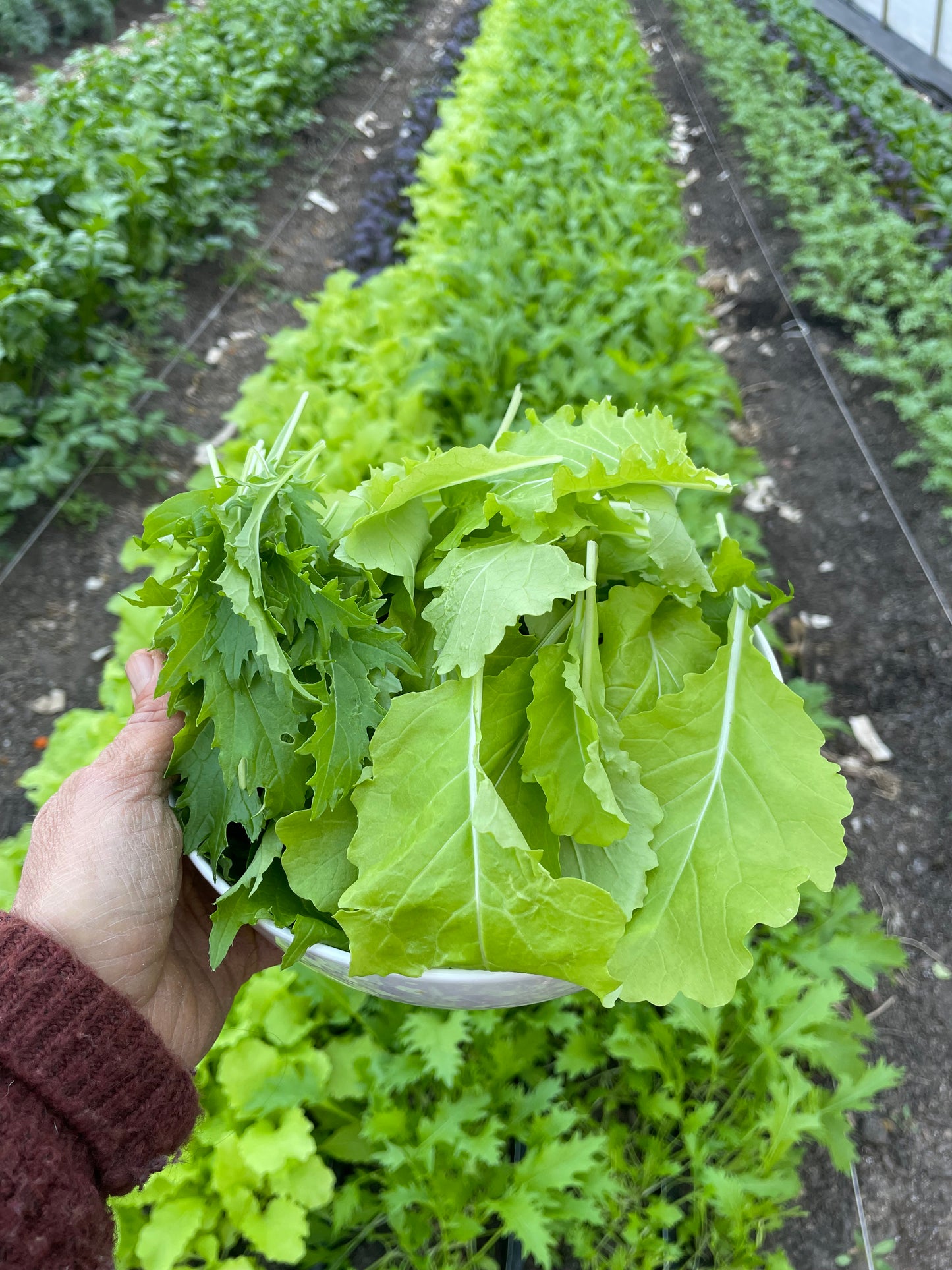 Winter Salad Mix - 8 oz. bag