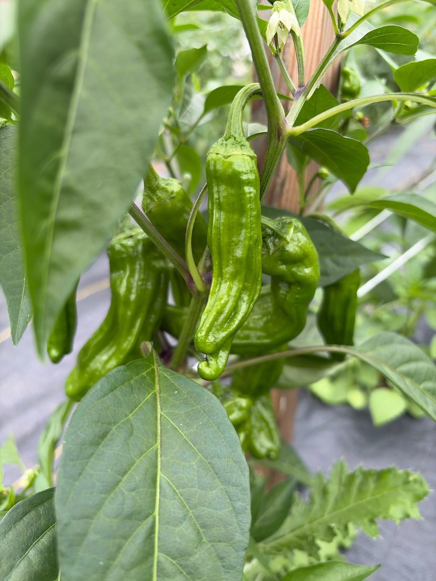 Shishito peppers
