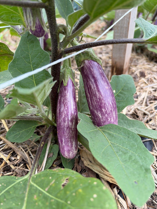 Fairy Tale Eggplant