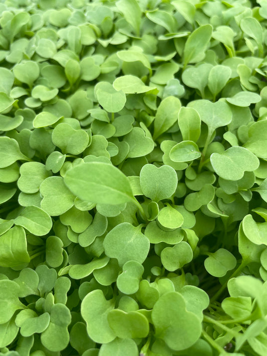 Micro arugula, 2 oz box