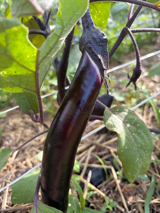 Asian Eggplant