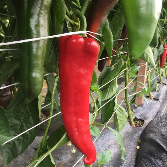 Sweet pepper -- Italian frying pepper